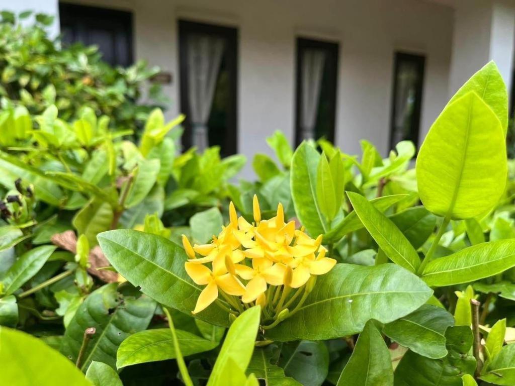 רנונג Baan Chuengkao Resort מראה חיצוני תמונה